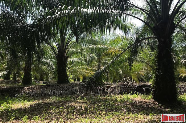 96 Rai of Palm Planation Land  for Sale in Tay Muang, Phang Nga-3