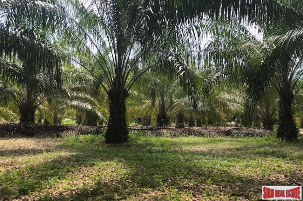 96 Rai of Palm Planation Land  for Sale in Tay Muang, Phang Nga-4