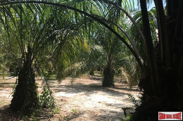 96 Rai of Palm Planation Land  for Sale in Tay Muang, Phang Nga-6